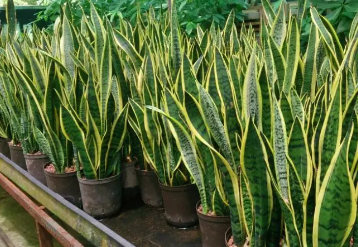 snake plant care