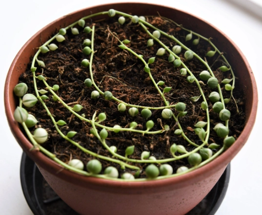 string of pearls propagation string of pearls propagation