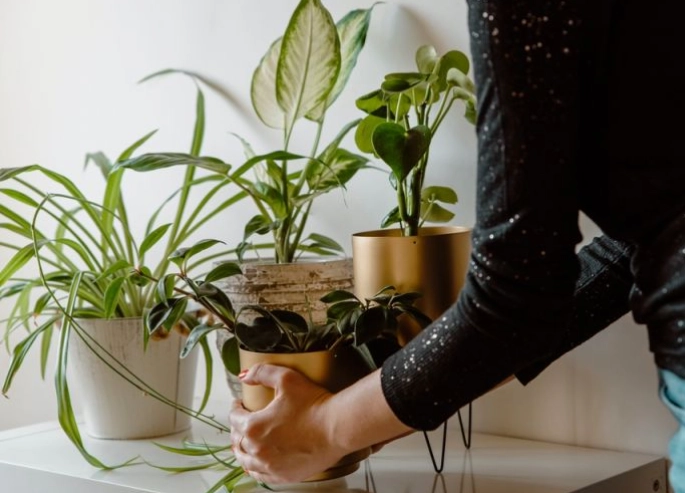 low maintenance houseplants low maintenance houseplants