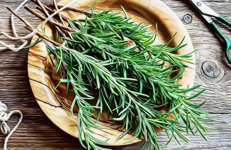 rosemary benefits