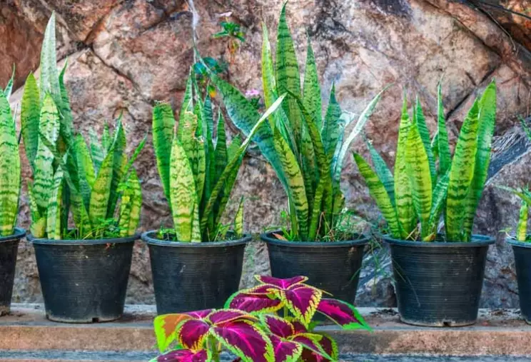 how to care for a snake plant