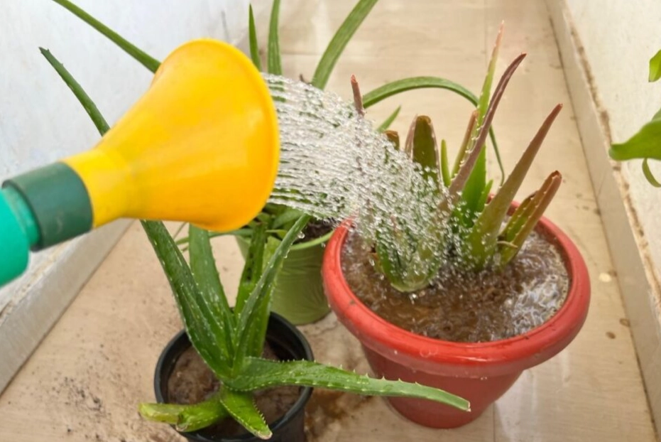 how to grow aloe vera how to grow aloe vera