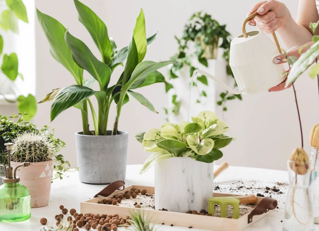 hard to kill plants hard to kill plants