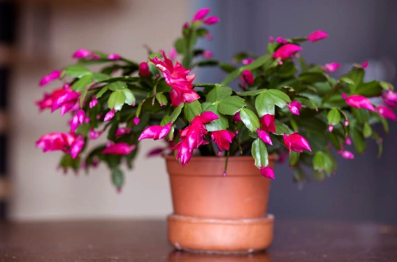 holiday cactus flowering