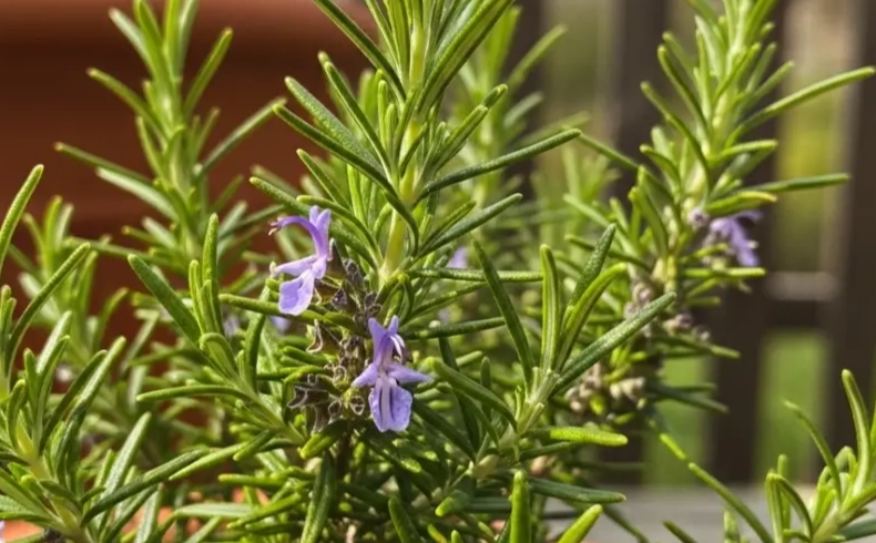 how to use rosemary