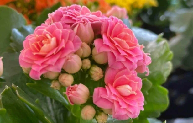 how to get Calandiva to bloom again