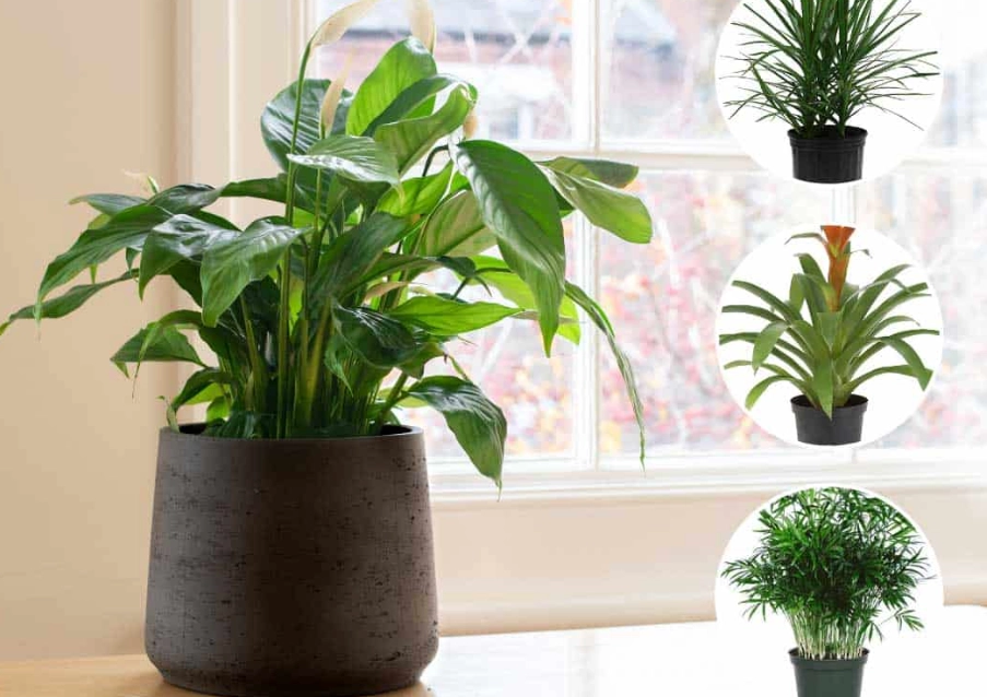 low light indoor plants