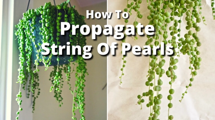pearls plant cuttings pearls plant cuttings