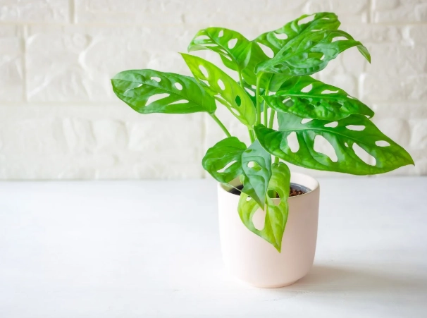 Monstera adansonii care