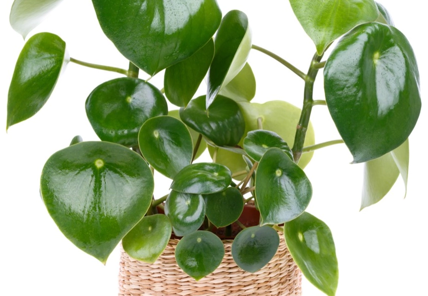 peperomia plant care peperomia plant care