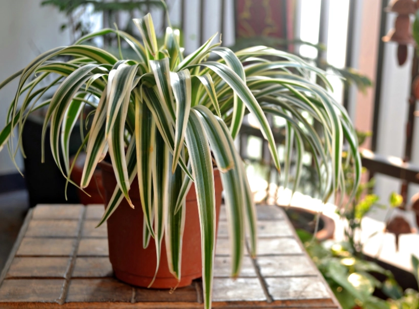 easy indoor plants