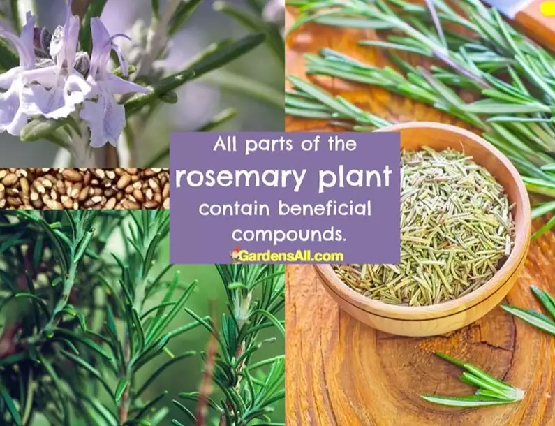 how to use rosemary