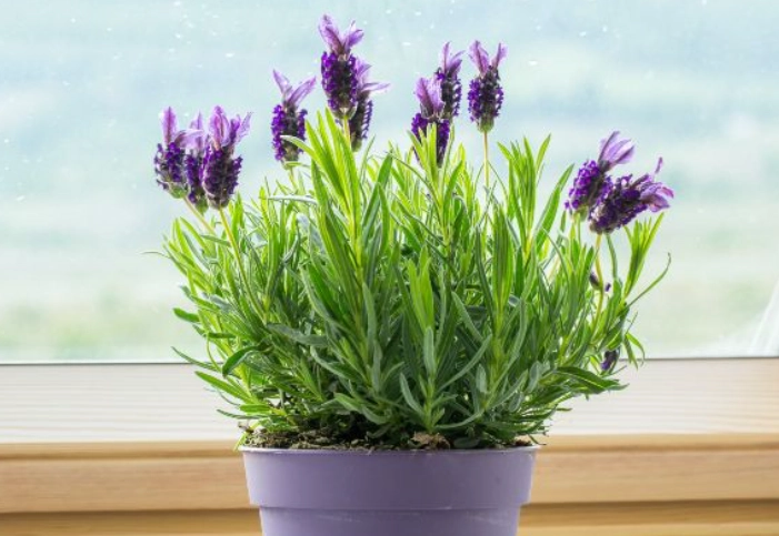 growing lavender indoors