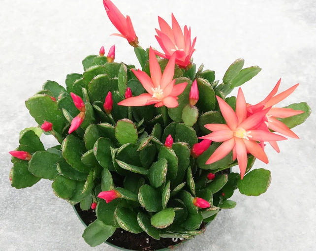how to get easter cactus to bloom
