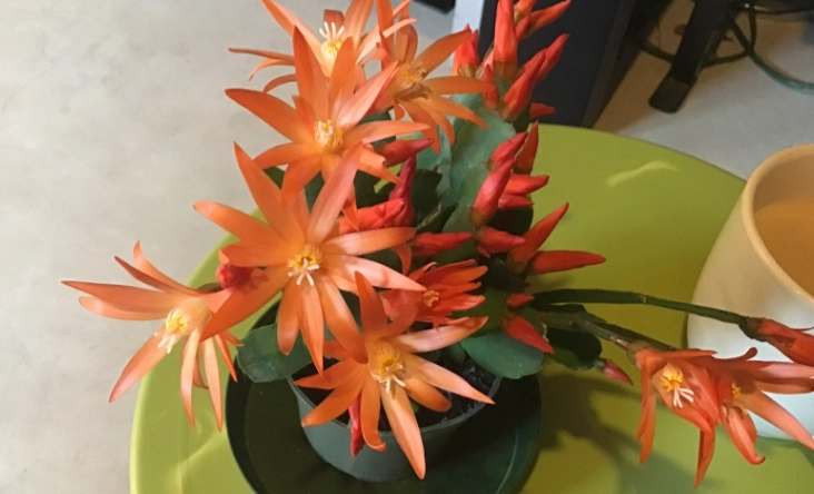 how to get easter cactus to bloom