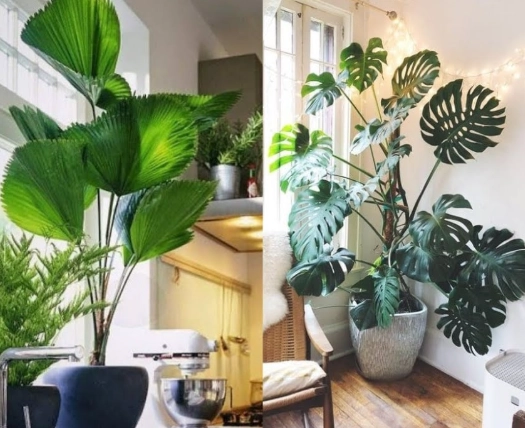 low light large houseplants low light large houseplants