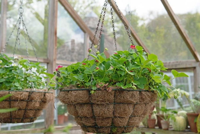 plant basket ideas plant basket ideas