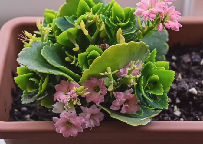 how to grow kalanchoe