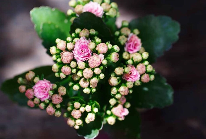 how to grow kalanchoe