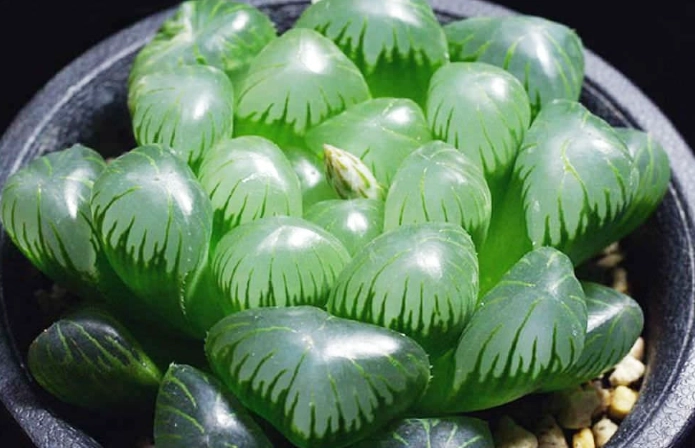 haworthia care haworthia care