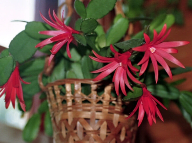 how to get easter cactus to bloom