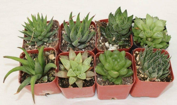 haworthias haworthias