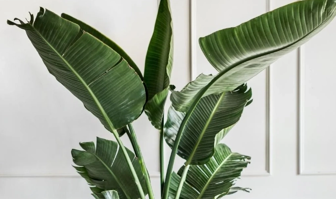low light large houseplants low light large houseplants