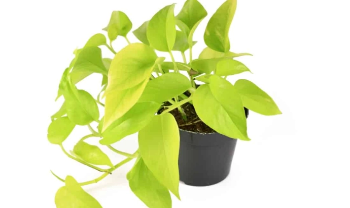 neon pothos plant