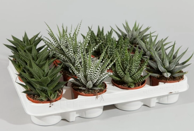 haworthia care haworthia care