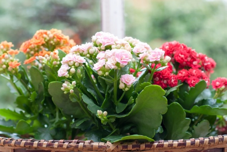 kalanchoe care indoor
