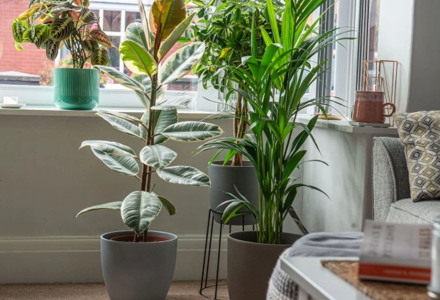 best large indoor plants best large indoor plants