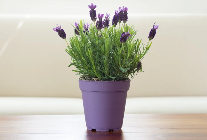 indoor lavender plant care