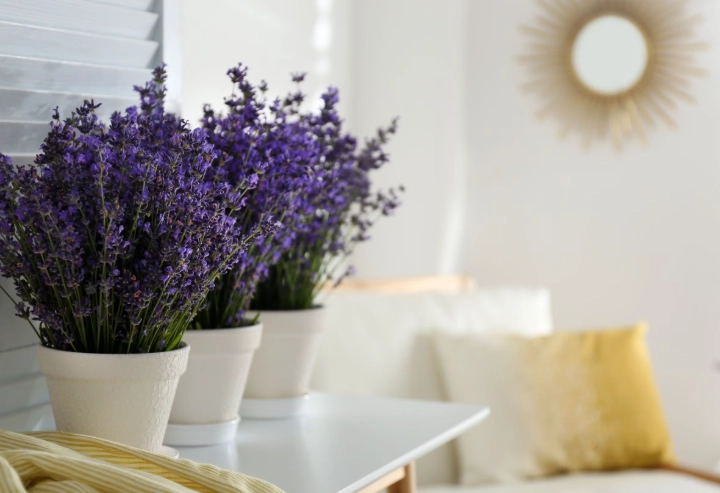 lavender plant indoor