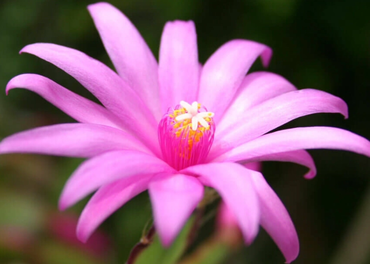 easter cactus vs christmas cactus