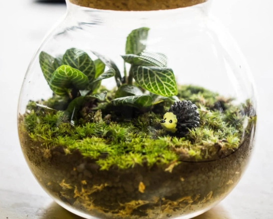 terrarium design terrarium design