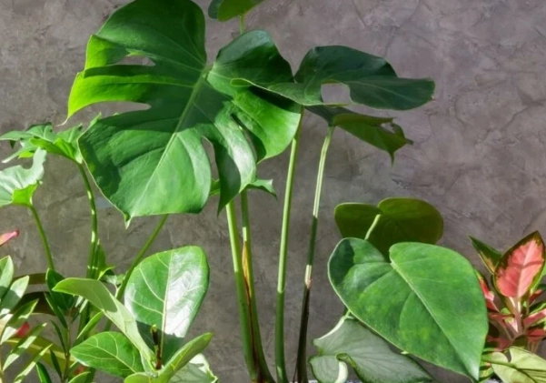 large plant care guide large plant care guide