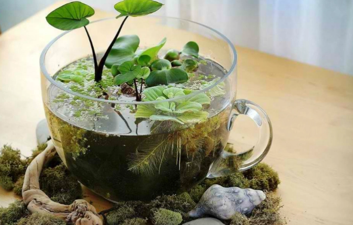 closed terrarium plants closed terrarium plants