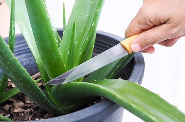 propagate aloe vera