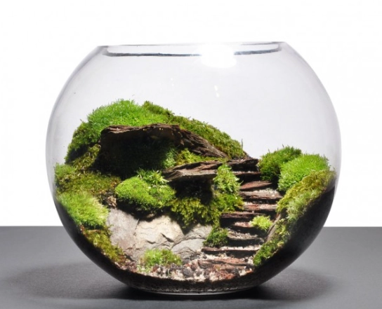 terrarium design terrarium design