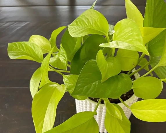 neon pothos plant