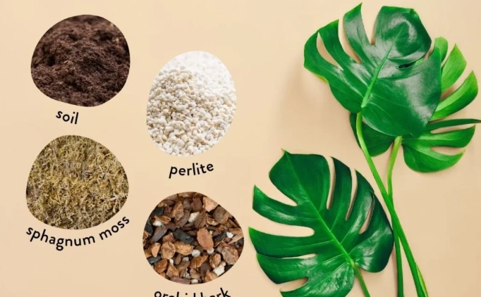 how to repot monstera