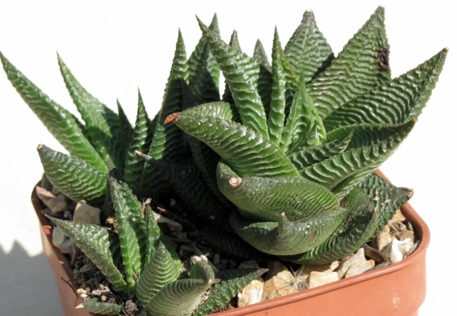haworthia succulent haworthia succulent