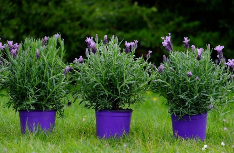 indoor lavender plant care