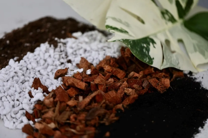 best soil for monstera