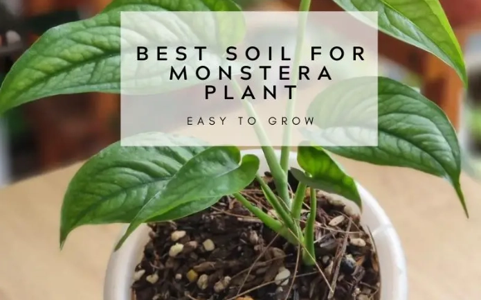 how to repot monstera