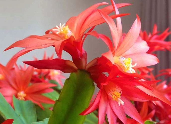 easter cactus care