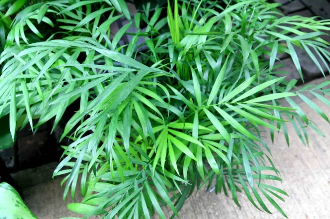 palm neanthe bella plant palm neanthe bella plant