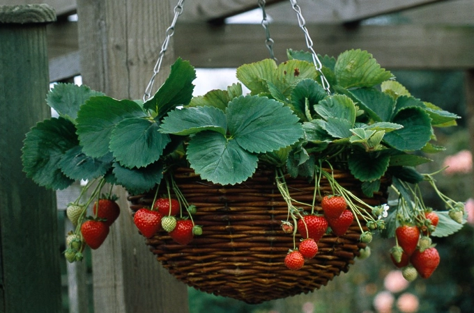 indoor plant basket indoor plant basket