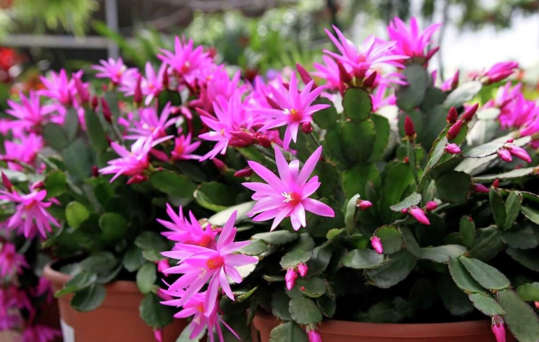easter cactus care