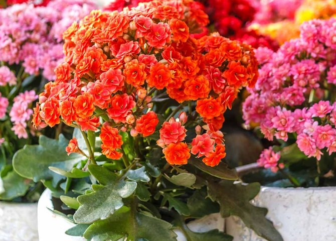 how to grow kalanchoe